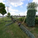 Belediyemiz çevre yolu kenarına 700 adet yetişmiş ağaç dikiyor