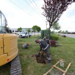 Belediyemiz çevre yolu kenarına 700 adet yetişmiş ağaç dikiyor