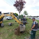 Belediyemiz çevre yolu kenarına 700 adet yetişmiş ağaç dikiyor