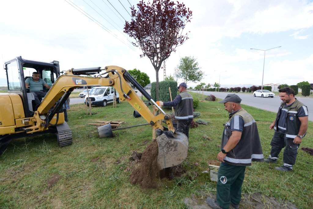 Belediyemiz çevre yolu kenarına 700 adet yetişmiş ağaç dikiyor
