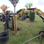 Belediyemiz çevre yolu kenarına 700 adet yetişmiş ağaç dikiyor