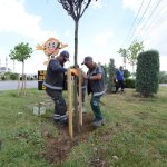 Belediyemiz çevre yolu kenarına 700 adet yetişmiş ağaç dikiyor