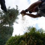 Belediyemiz çevre yolu kenarına 700 adet yetişmiş ağaç dikiyor