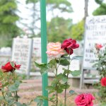 Mezarlıklar bu bayram da gül kokacak