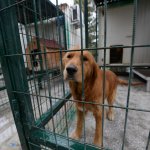 Belediye veteriner işleri 7/24 365 gün hizmet veriyor