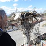Belediyemiz araç gönderdi, leyleğin yuvasını tamir etti