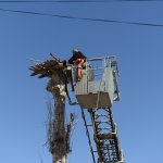 Belediyemiz araç gönderdi, leyleğin yuvasını tamir etti