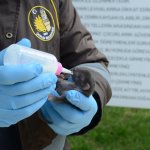 Annesiz kalan sansar yavrularına belediye sahip çıktı