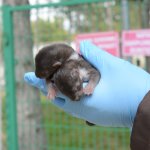 Annesiz kalan sansar yavrularına belediye sahip çıktı