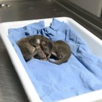 Annesiz kalan sansar yavrularına belediye sahip çıktı