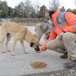 Çorum’da Sokak hayvanı popülâsyonu düzene sokulacak