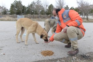 Çorum’da Sokak hayvanı popülâsyonu düzene sokulacak