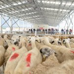 Belediyemizden hayvan pazarına ücretsiz servis