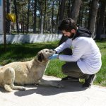 Belediyemiz, sahipsiz hayvanları kısırlaştırıyor