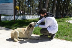 Belediyemiz, sahipsiz hayvanları kısırlaştırıyor