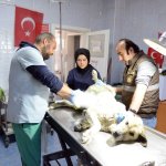 Belediyemiz, sahipsiz hayvanları kısırlaştırıyor