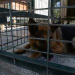 Sokak hayvanları klimalı konteynırlar ile serinliyor