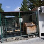 Sokak hayvanları klimalı konteynırlar ile serinliyor