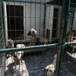 Sokak hayvanları klimalı konteynırlar ile serinliyor