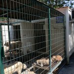 Sokak hayvanları klimalı konteynırlar ile serinliyor