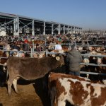 Hayvan Pazarındaki padoklar kiralanmaya başlıyor