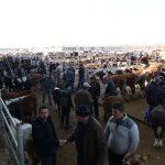 Hayvan Pazarındaki padoklar kiralanmaya başlıyor