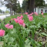 160 bin lale ve sümbül toprakla buluşuyor