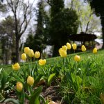 160 bin lale ve sümbül toprakla buluşuyor