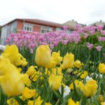 160 bin lale ve sümbül toprakla buluşuyor