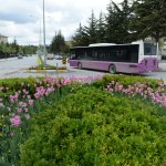 160 bin lale ve sümbül toprakla buluşuyor