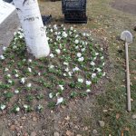 Mevsimlik çiçek dikimi başladı