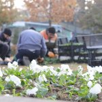 Mevsimlik çiçek dikimi başladı
