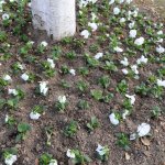 Mevsimlik çiçek dikimi başladı