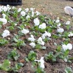 Mevsimlik çiçek dikimi başladı