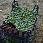 Mevsimlik çiçek dikimi başladı