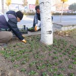 Mevsimlik çiçek dikimi başladı