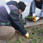 Mevsimlik çiçek dikimi başladı
