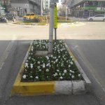 Mevsimlik çiçek dikimi başladı