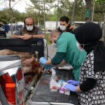 Kurdun saldırdığı yaralı geyiği ekiplerimiz kurtardı