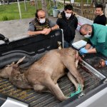 Kurdun saldırdığı yaralı geyiği ekiplerimiz kurtardı