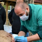 Kurdun saldırdığı yaralı geyiği ekiplerimiz kurtardı