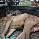 Kurdun saldırdığı yaralı geyiği ekiplerimiz kurtardı