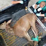 Kurdun saldırdığı yaralı geyiği ekiplerimiz kurtardı