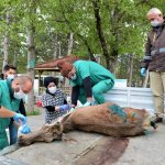 Kurdun saldırdığı yaralı geyiği ekiplerimiz kurtardı
