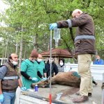 Kurdun saldırdığı yaralı geyiği ekiplerimiz kurtardı