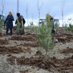 Kadınlar 400 fidanı toprakla buluşturdu