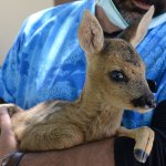 Korumaya alınan yavru karaca biberonla besleniyor