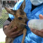 Korumaya alınan yavru karaca biberonla besleniyor