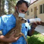 Korumaya alınan yavru karaca biberonla besleniyor