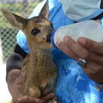 Korumaya alınan yavru karaca biberonla besleniyor
